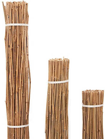 Nursery Bamboo Canes Bundle